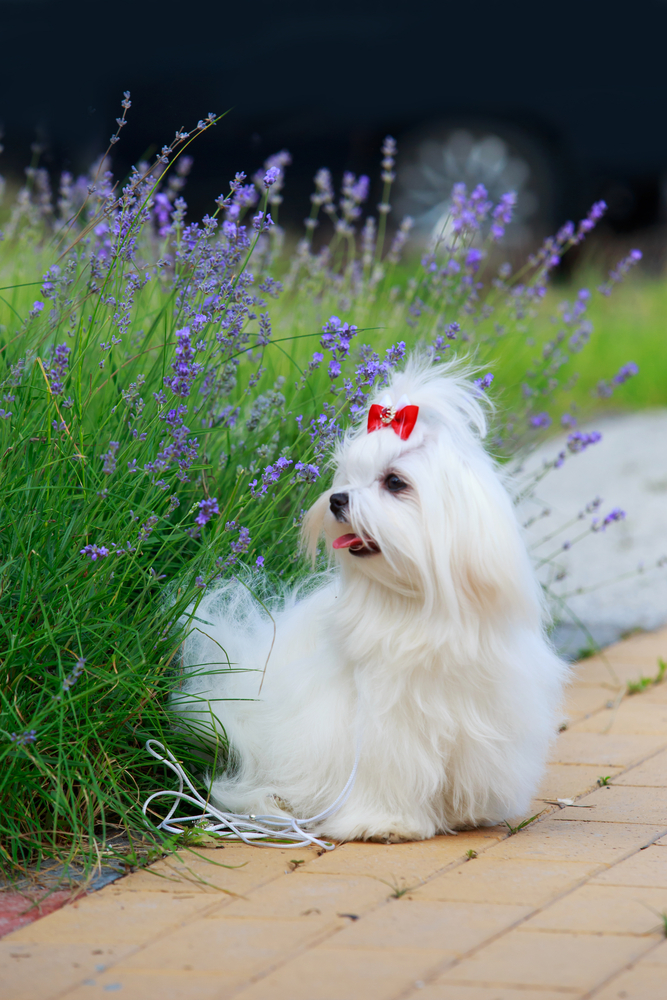 8 Surprisingly Toxic Herbs For Dogs - Is Your Garden Safe For Your